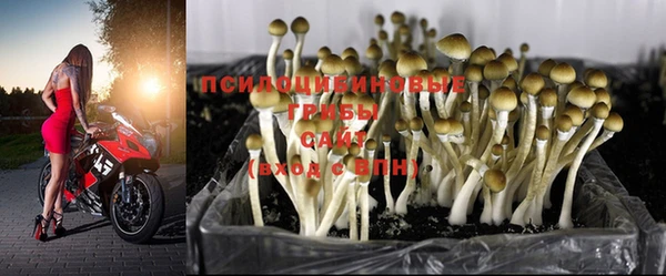 прущие крисы Алзамай